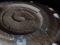 Chosen Karatsu Serving Bowl