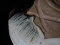 Chosen Karatsu Serving Bowl